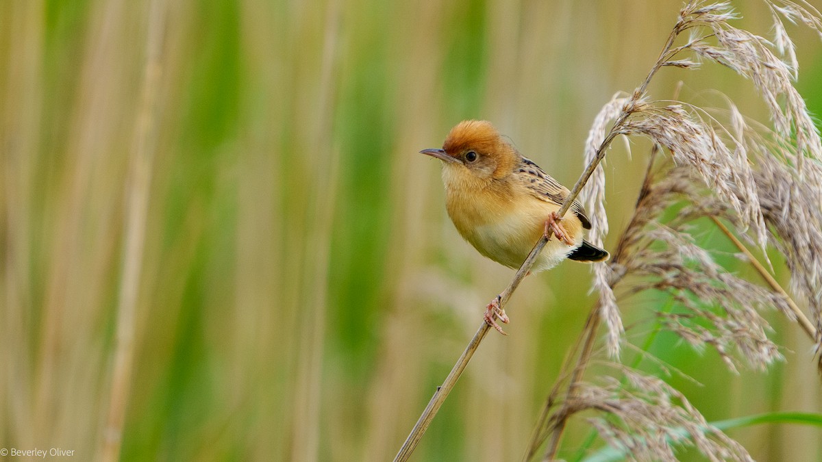 Golden-headed Cisticola - ML624108451