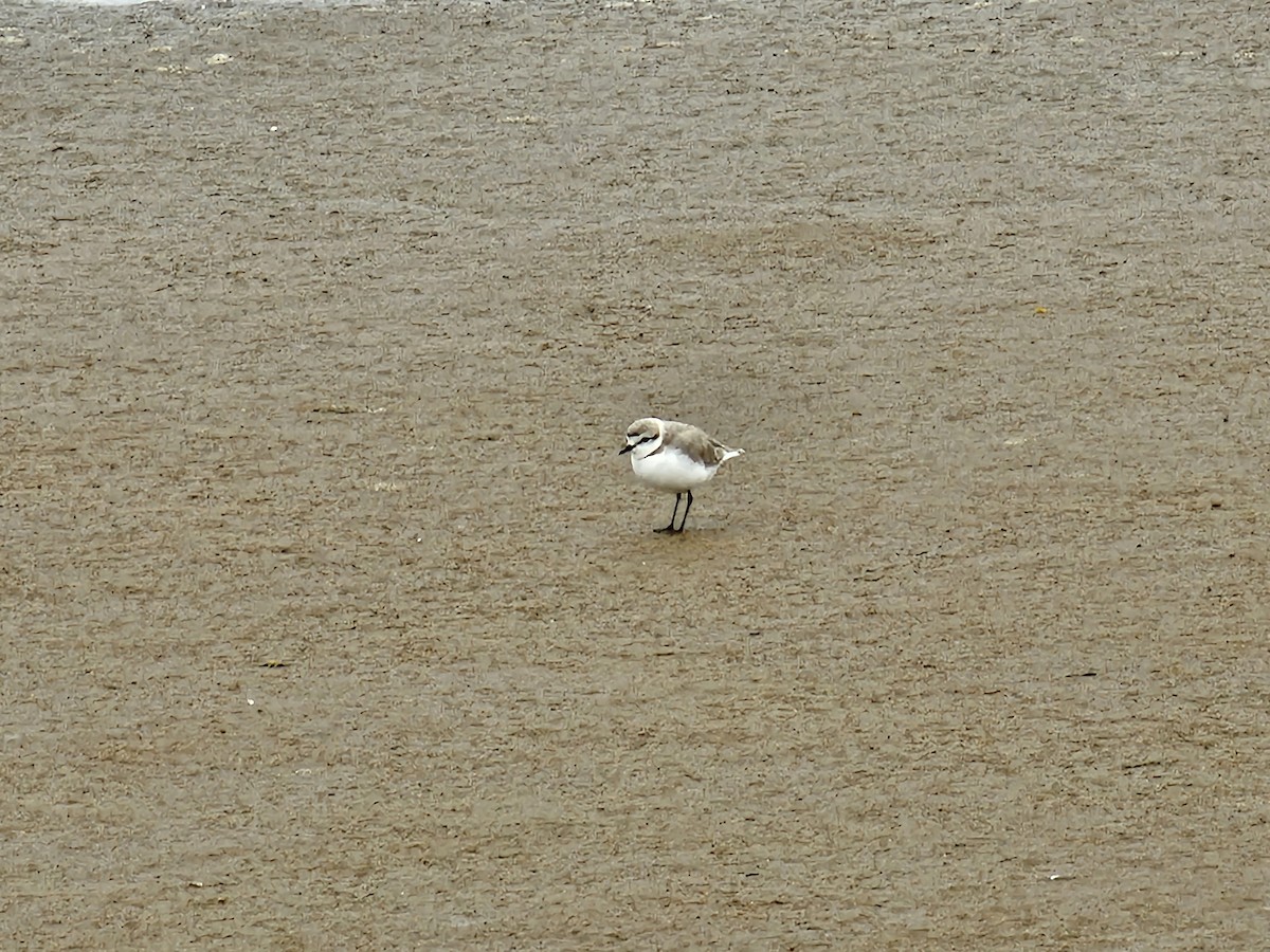 Chestnut-banded Plover - ML624108461