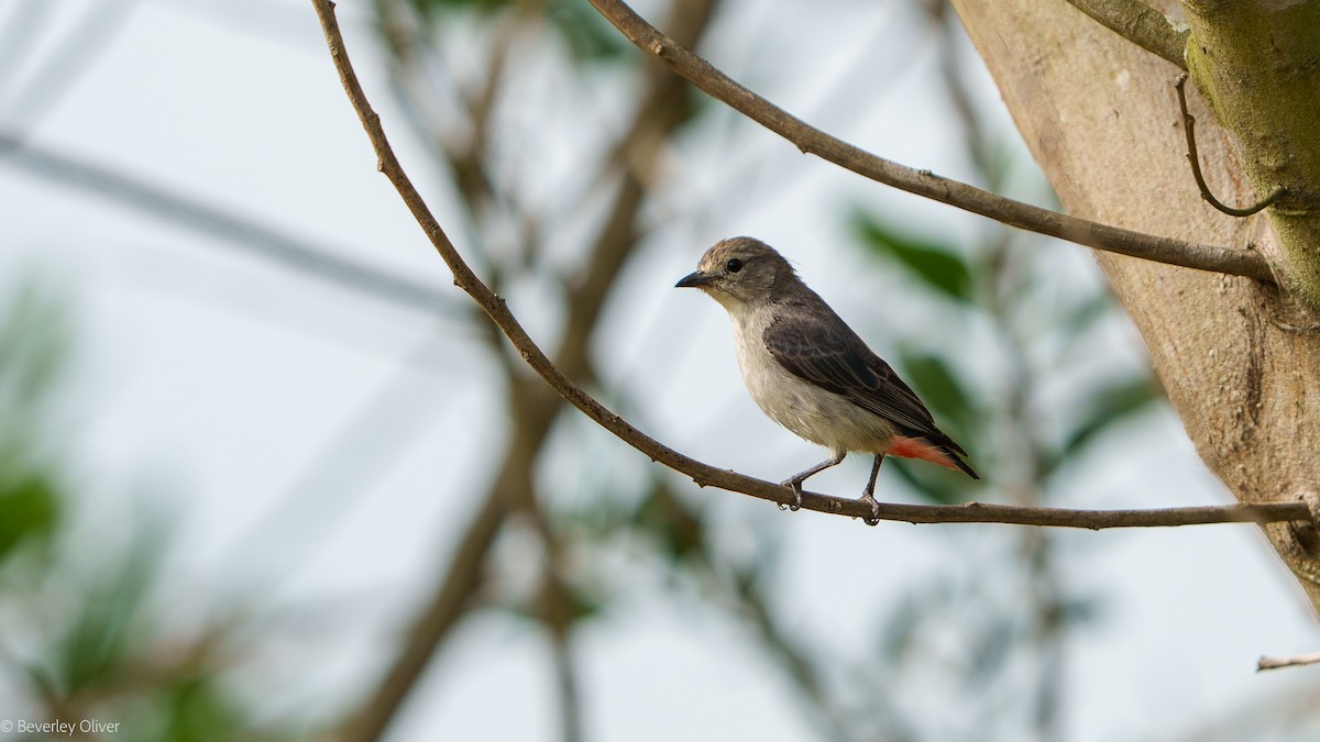 Mistletoebird - ML624108463