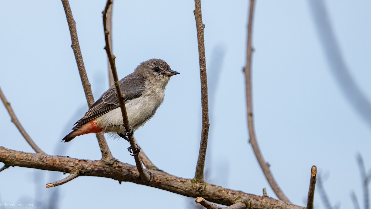 Mistletoebird - ML624108464