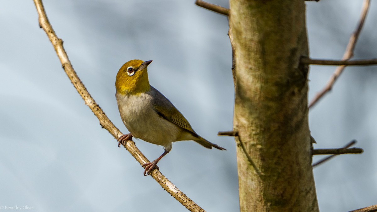 Silvereye - ML624108465