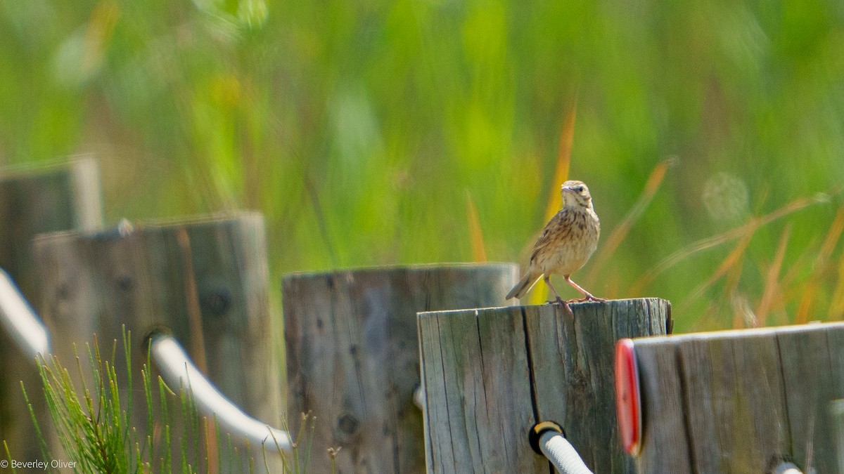 Australian Pipit - ML624108468