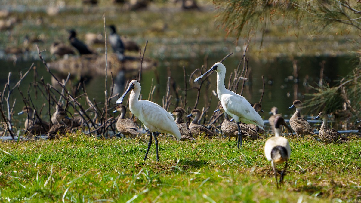 Royal Spoonbill - ML624108475