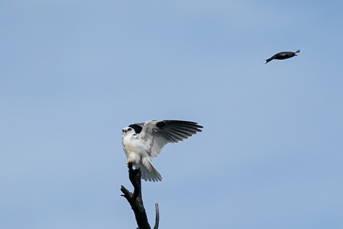 Black-shouldered Kite - ML624108477