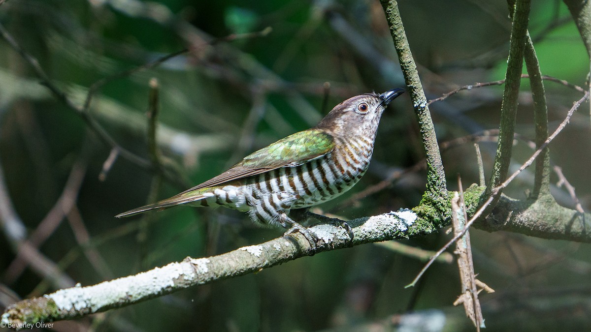 Shining Bronze-Cuckoo - ML624108479