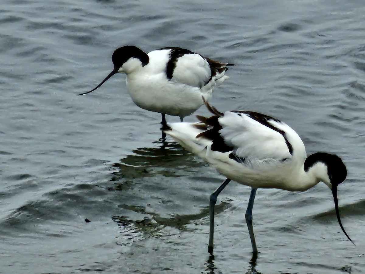 Pied Avocet - ML624108480