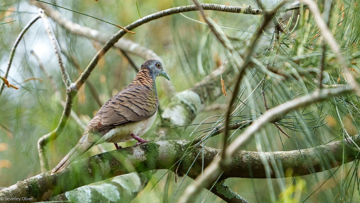 Bar-shouldered Dove - ML624108481