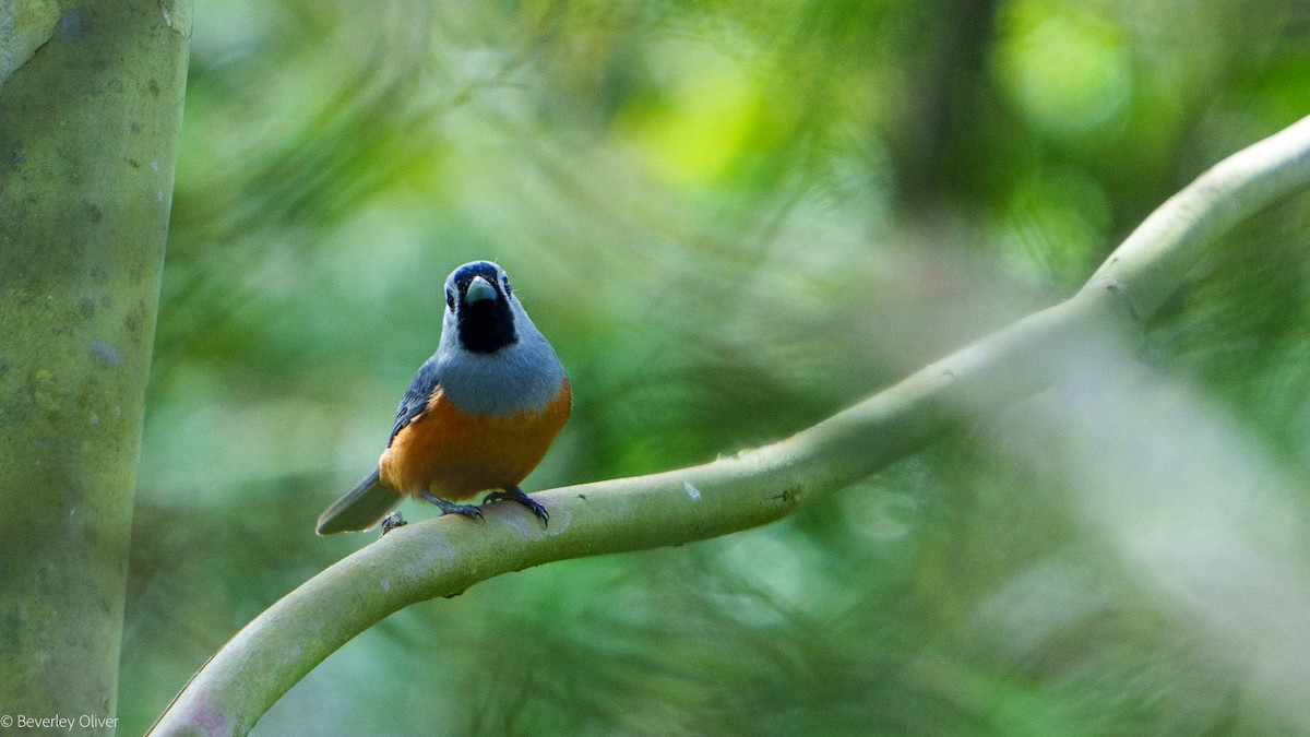 Black-faced Monarch - ML624108484