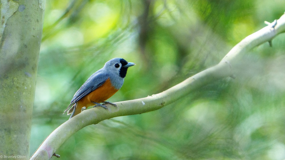 Black-faced Monarch - ML624108485