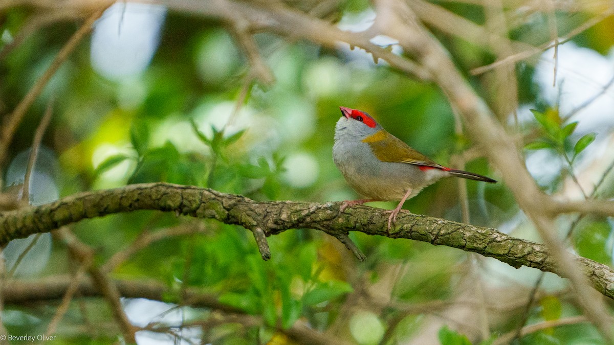 Red-browed Firetail - ML624108492