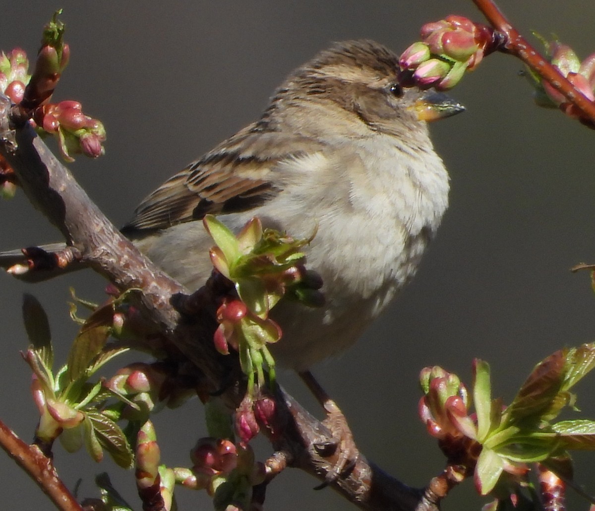 House Sparrow - ML624108494