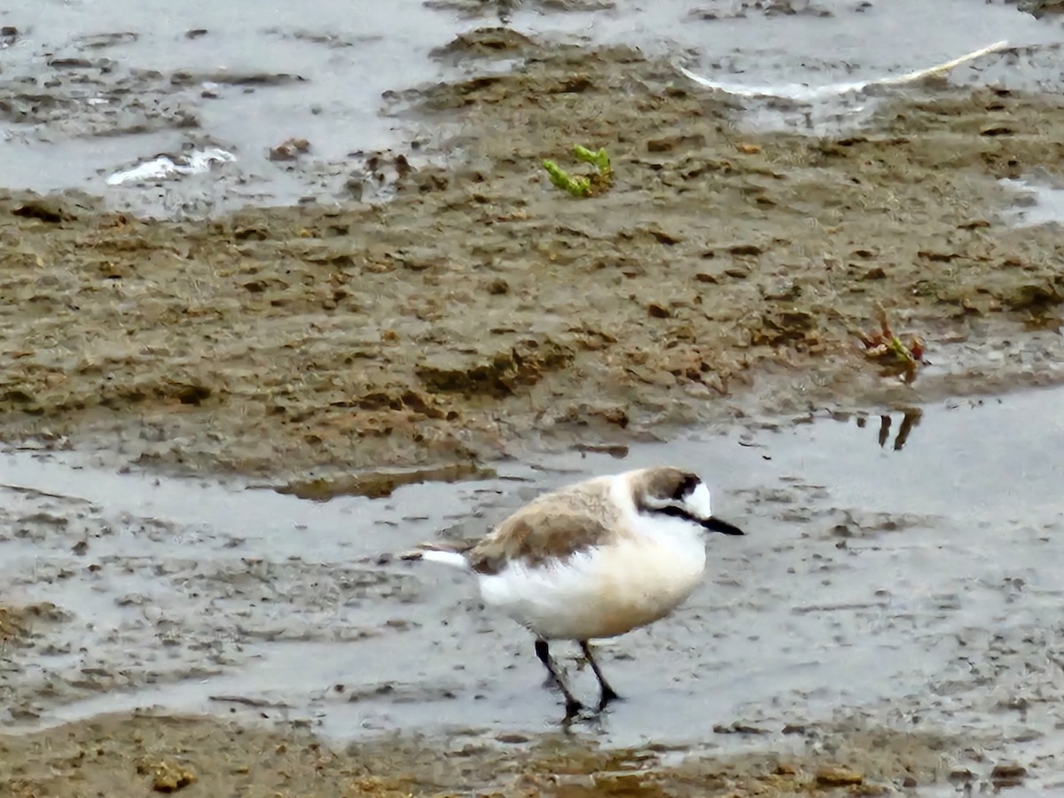 White-fronted Plover - ML624108496