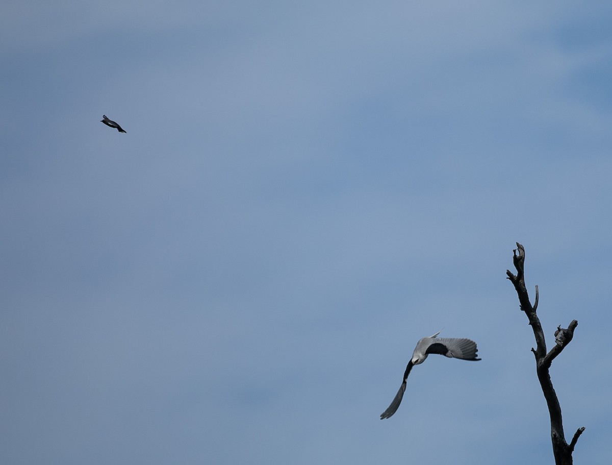 Black-shouldered Kite - ML624108499