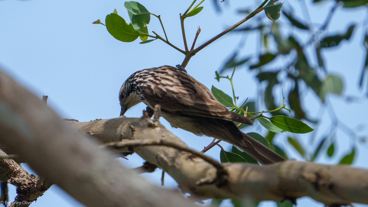 Striped Honeyeater - ML624108501