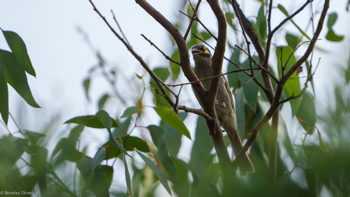 Yellow-faced Honeyeater - ML624108508