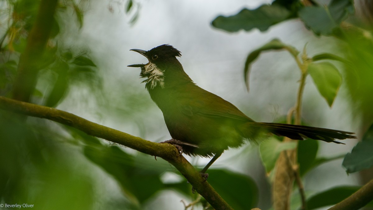 Eastern Whipbird - Beverley Oliver