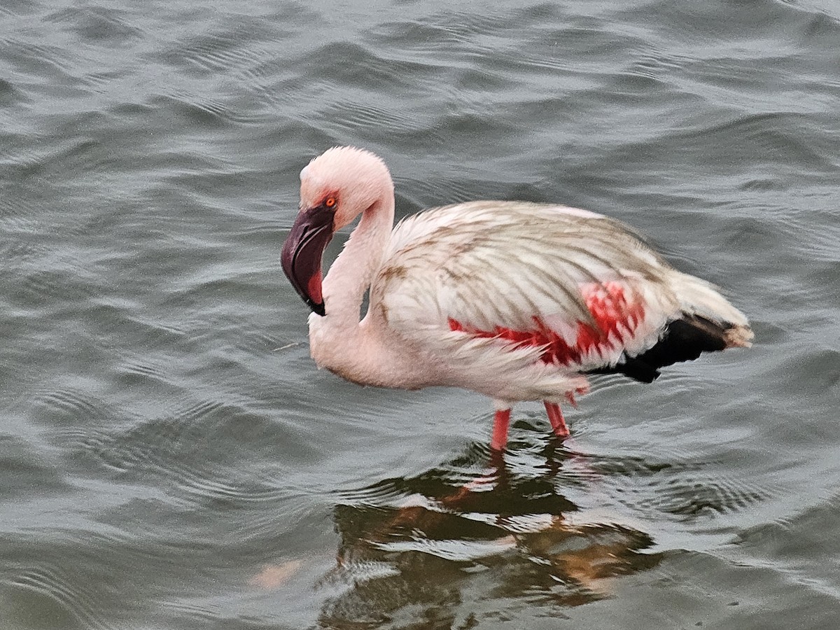 Lesser Flamingo - ML624108510