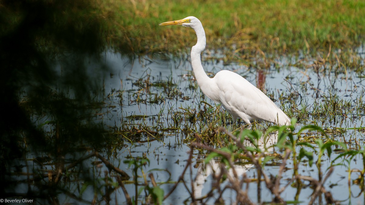 Great Egret - ML624108515