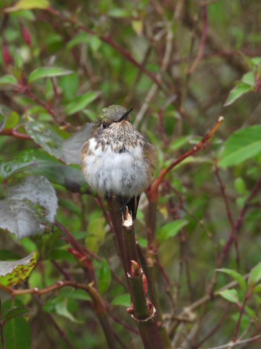 Volcano Hummingbird - ML624108517