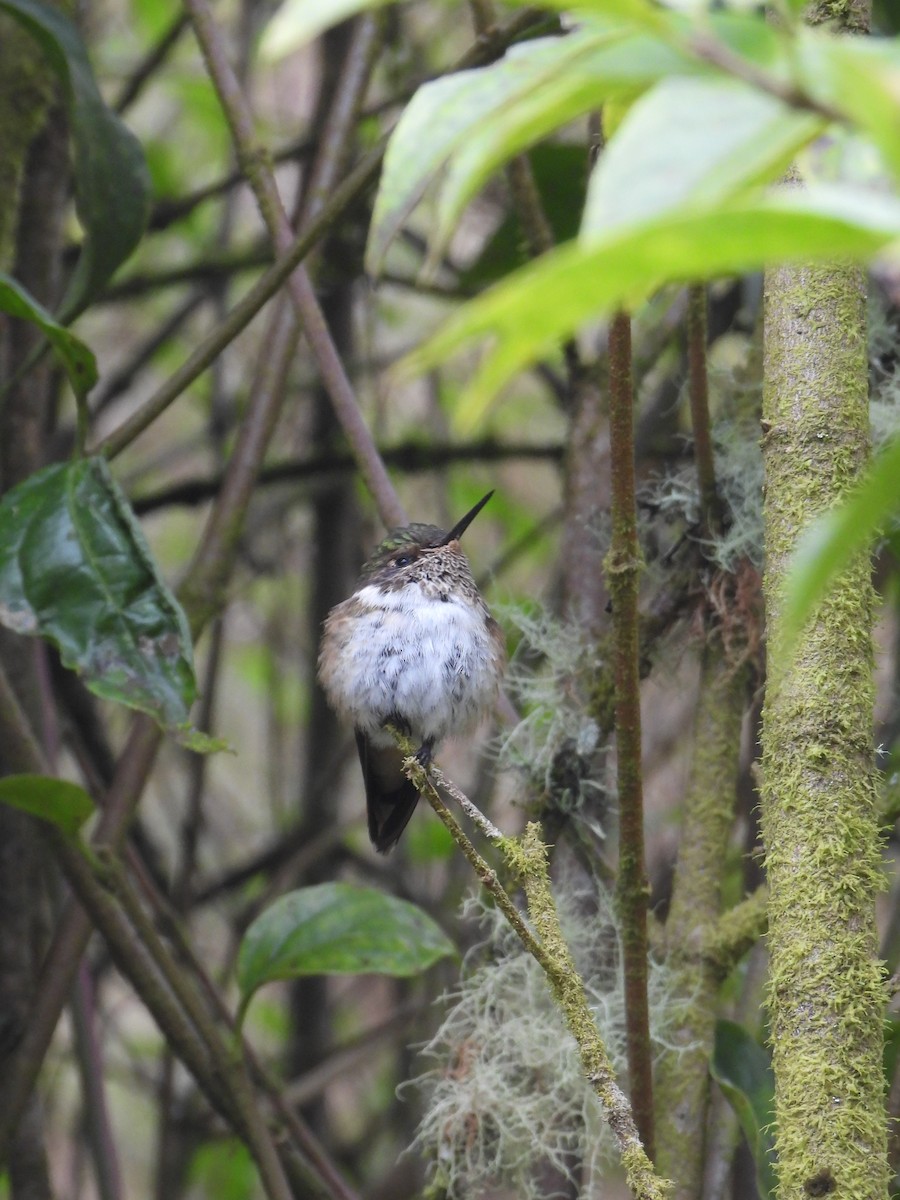 Volcano Hummingbird - ML624108518