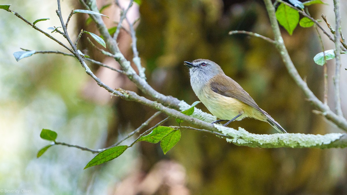 Brown Gerygone - ML624108519