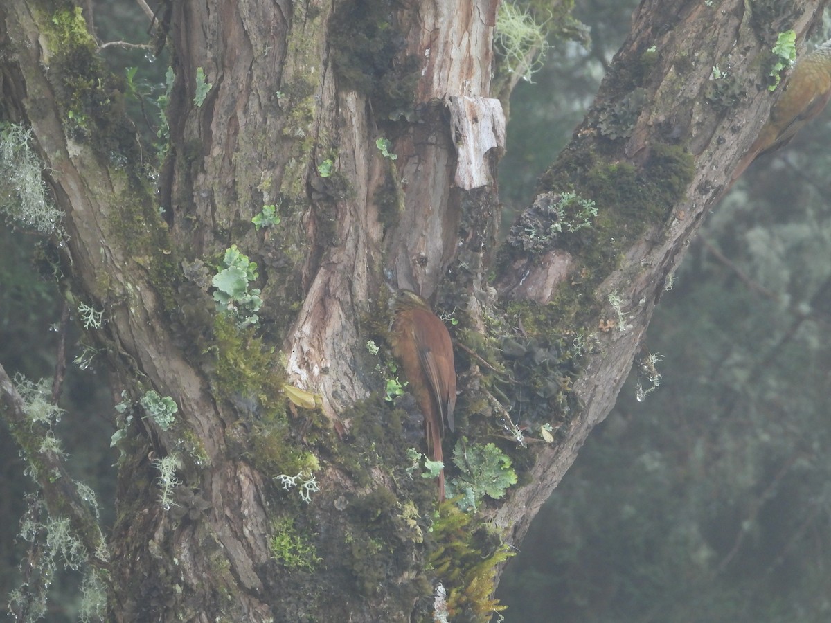 Ruddy Treerunner - ML624108522