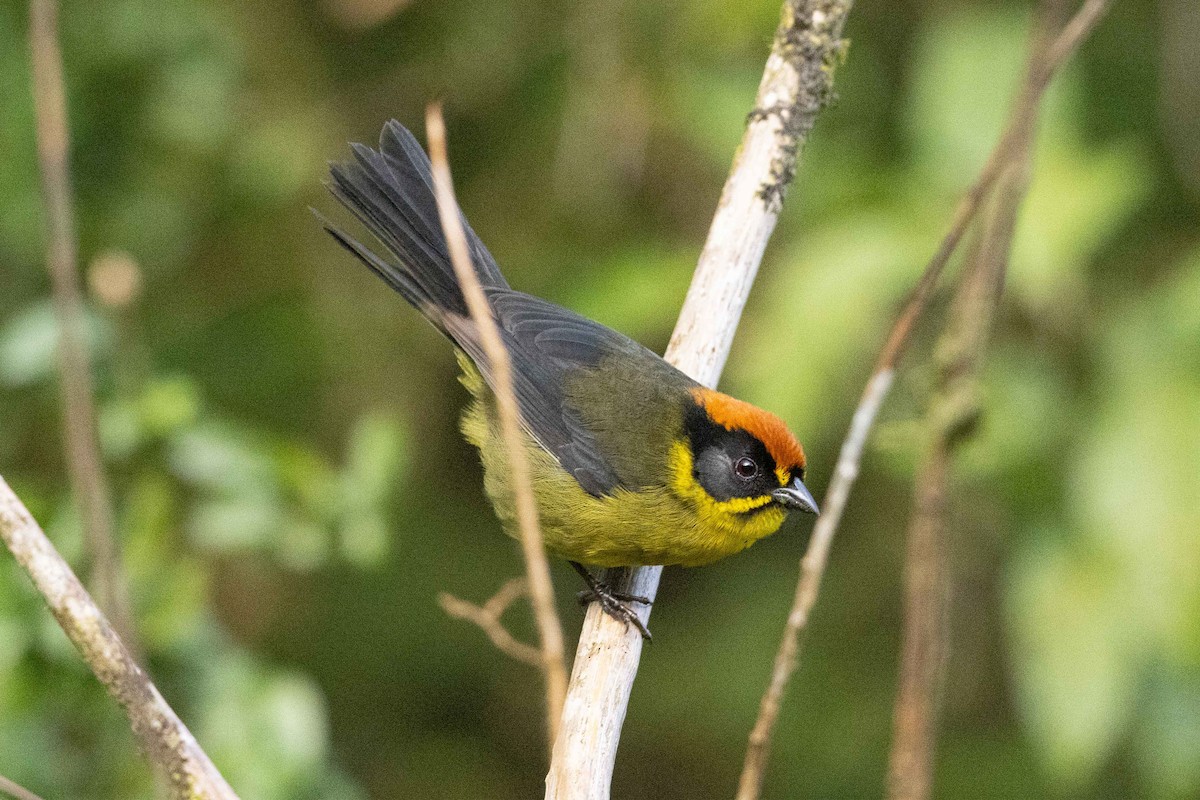 Bolivian Brushfinch - ML624108530