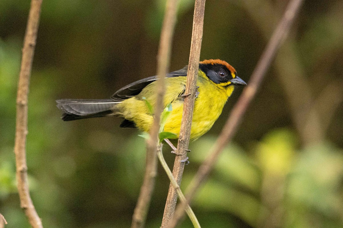 Bolivian Brushfinch - ML624108531