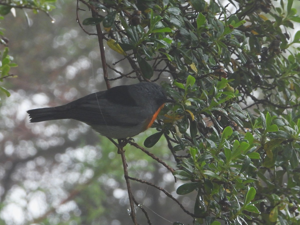 Flame-throated Warbler - ML624108537