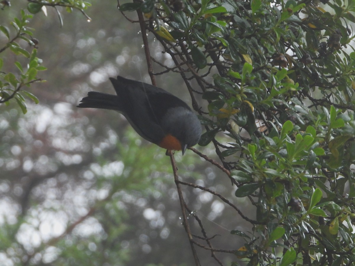 Flame-throated Warbler - ML624108538