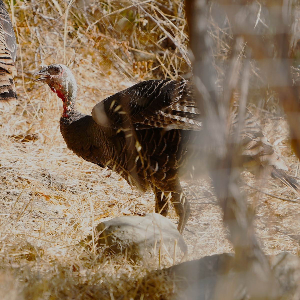 Wild Turkey - ML624108550