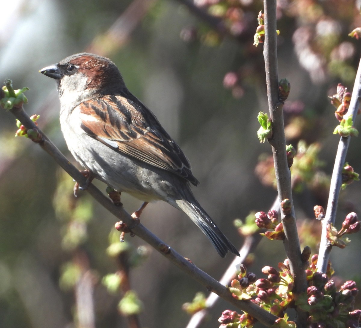 House Sparrow - ML624108552