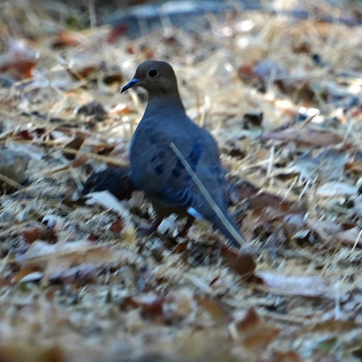 Mourning Dove - mang mike