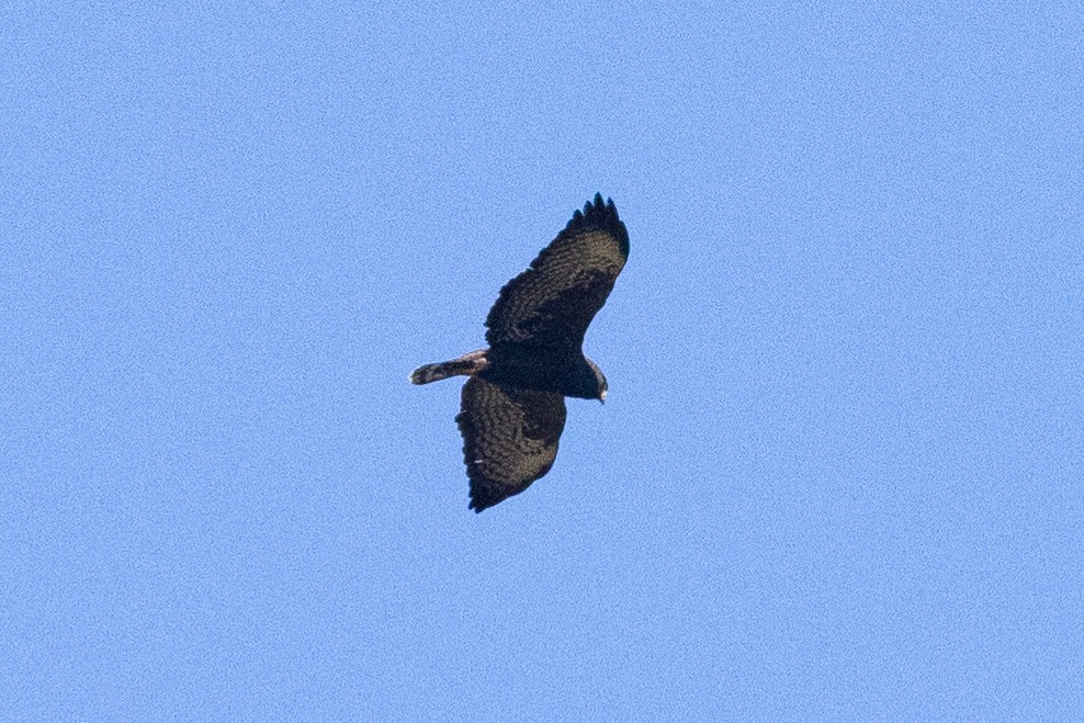 White-rumped Hawk - ML624108559