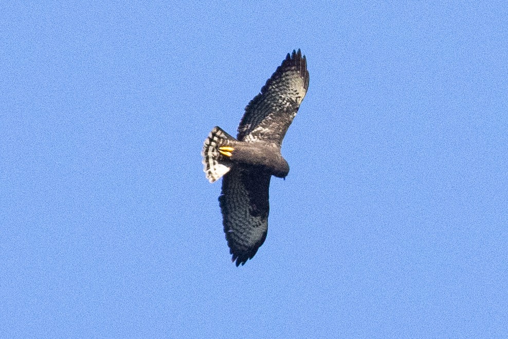 White-rumped Hawk - ML624108560