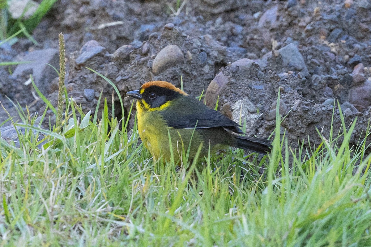 Bolivian Brushfinch - ML624108575