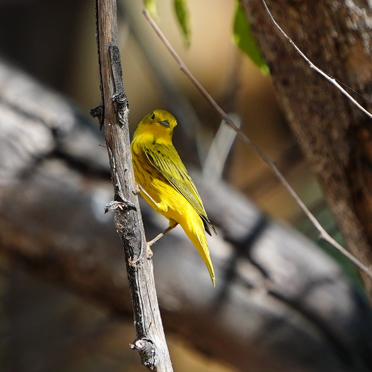 Paruline jaune - ML624108577