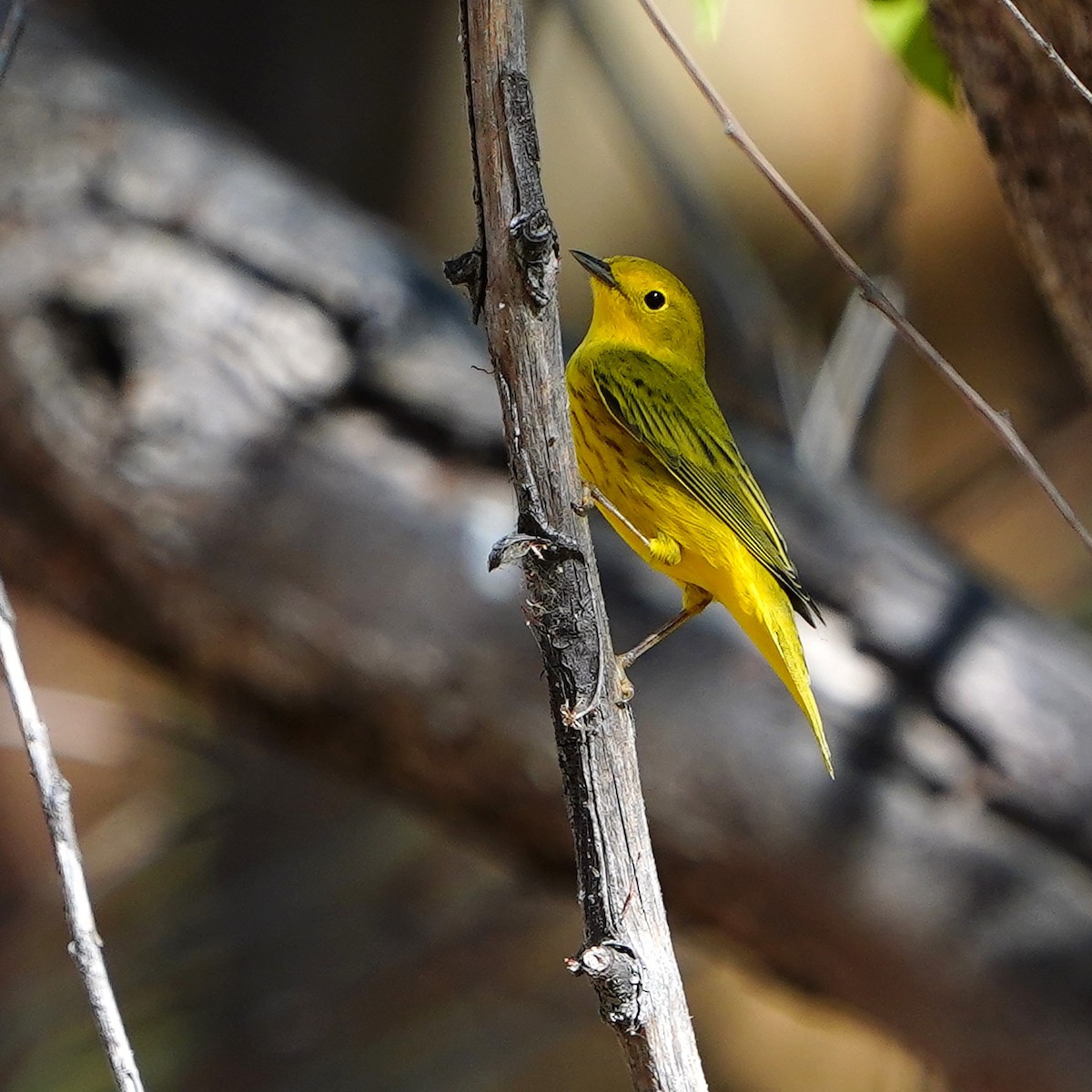 Paruline jaune - ML624108582