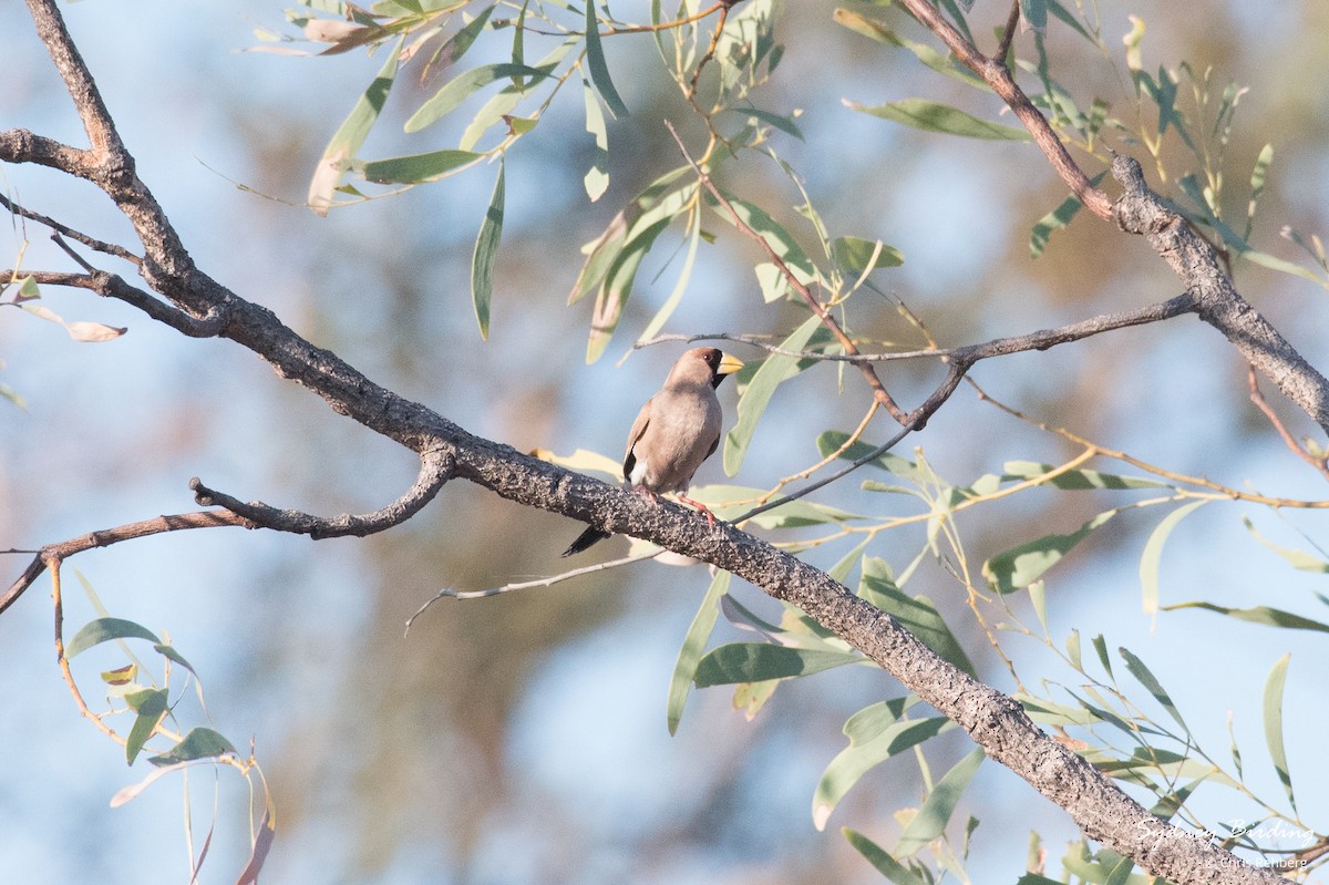 Masked Finch - ML624108585