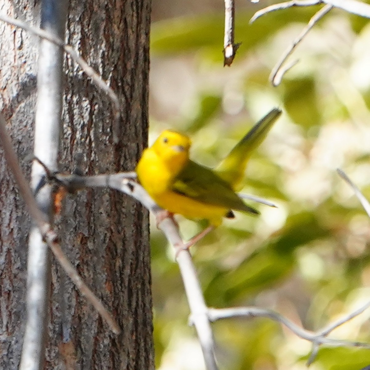 Paruline jaune - ML624108586