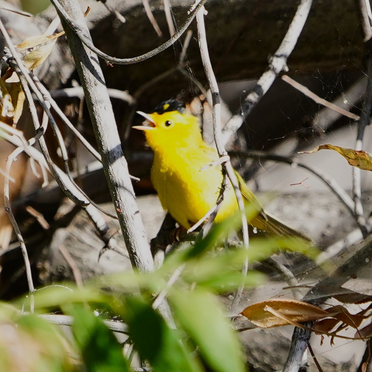 Paruline jaune - ML624108587