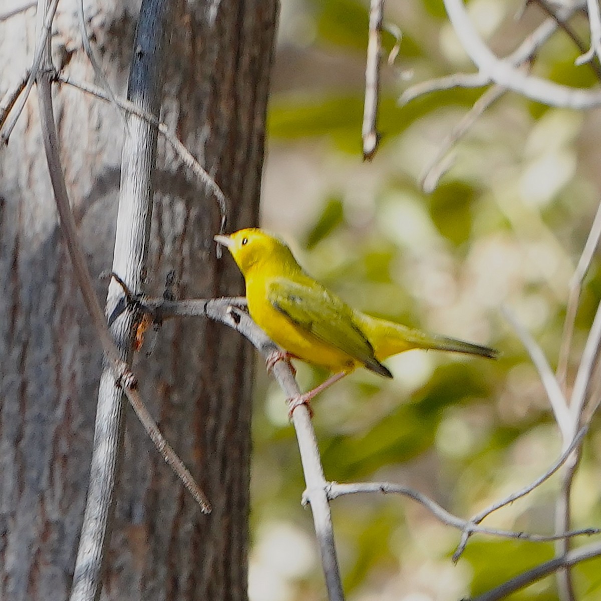 Paruline jaune - ML624108588