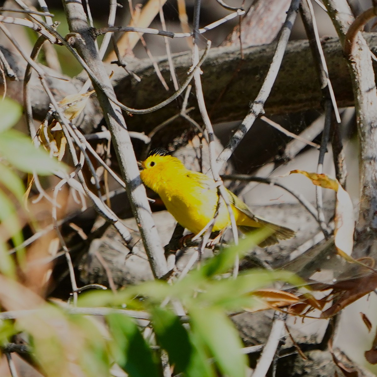 Paruline jaune - ML624108589