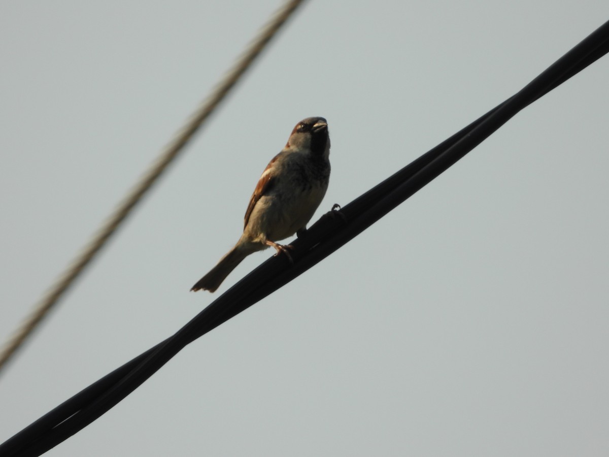 House Sparrow - ML624108599