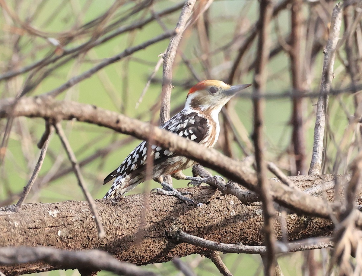 Yellow-crowned Woodpecker - ML624108601