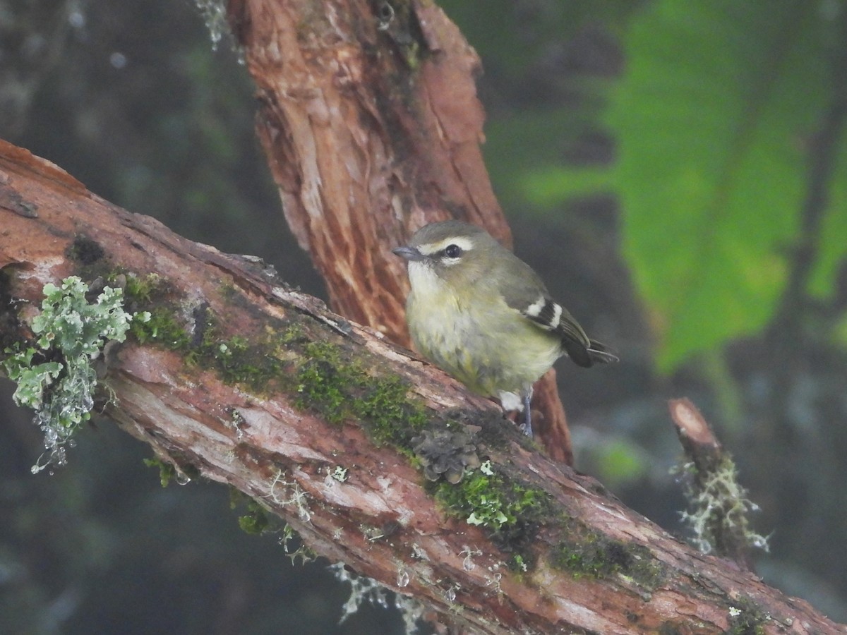 Yellow-winged Vireo - ML624108605