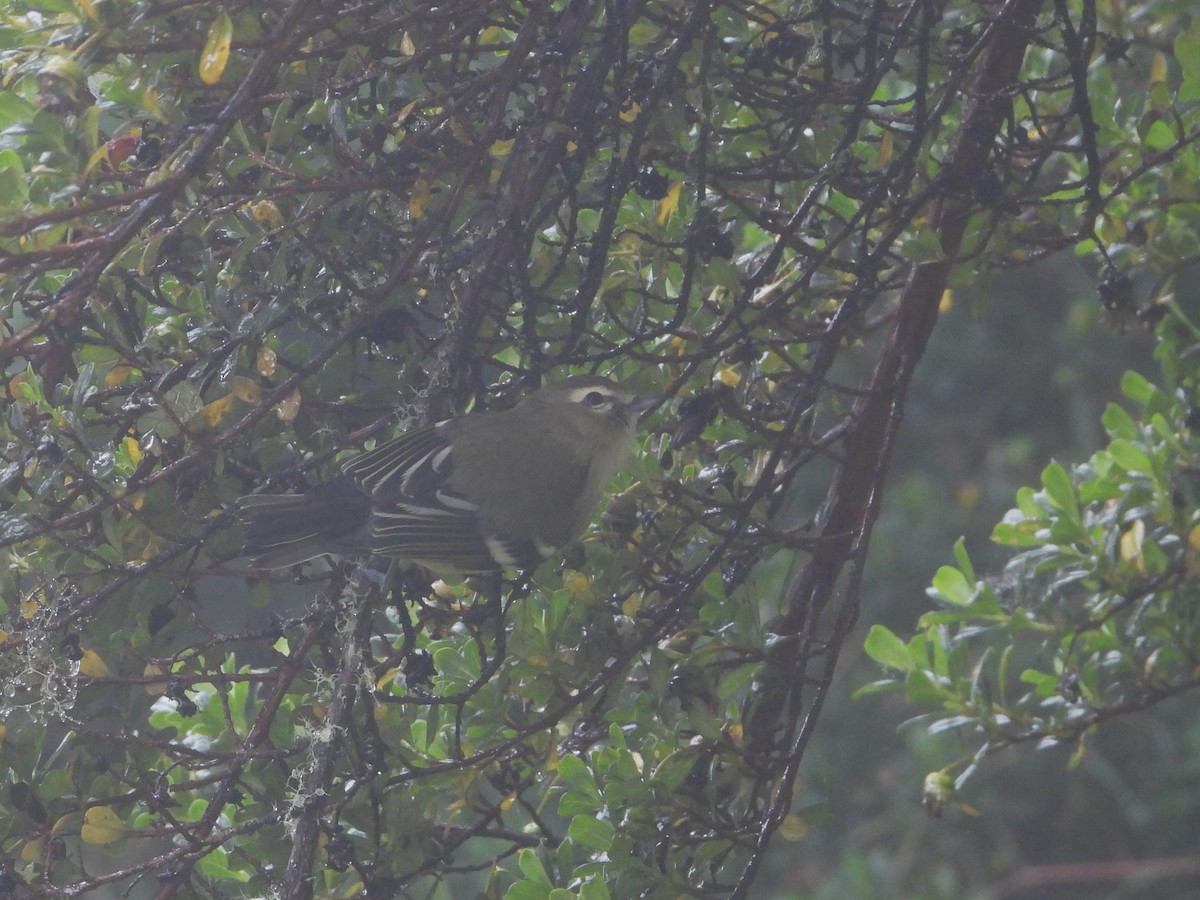 Yellow-winged Vireo - ML624108606