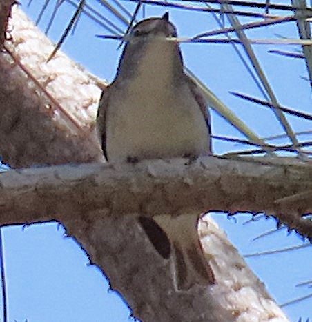 Plumbeous Vireo - Shirley Reynolds