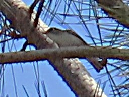 Plumbeous Vireo - Shirley Reynolds