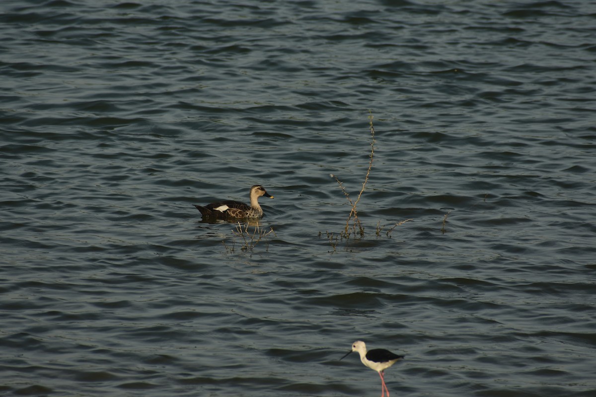 Indian Spot-billed Duck - ML624108610